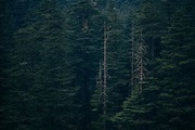 Deep Green Forest | High-Quality Nature Stock Photos ~ Creative Market