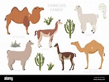 Colección familiar de camélidos. Diseño infográfico de camellos y ...