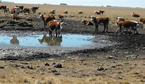 Sequía: Uruguay declara en emergencia cuatro departamentos por falta de ...