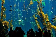 Los Angeles County Science Center | Public aquariums always … | Flickr
