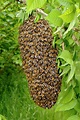 Honey Bee Swarm Photograph by Sinclair Stammers/science Photo Library ...