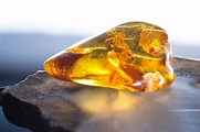 Amber: Ultimate Guide To Collecting Amber (What It Is and How To Find ...