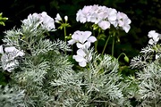 Four Artemisia varieties for Silver planting schemes – Herbidacious