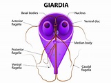 Giardiasis Causes, Symptoms, Prevention, Diagnosis, Treatment