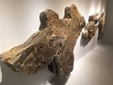 5 Of The Rarest Objects On Display At HMNS | BEYONDbones