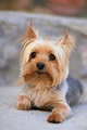 35 Best Small Dog Breeds - List of Top Small Dogs with Pictures