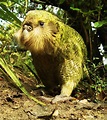 Animales del mundo: PERICO KAKAPO