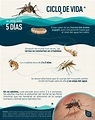 Conozca a Aedes aegypti, el mosquito transmisor del Dengue - ABC ...