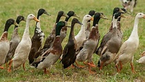 Indian Runner Duck Breed – Everything You Need to Know