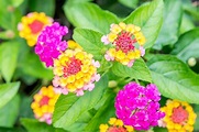 How to Properly Care for Lantana Plants (2023)