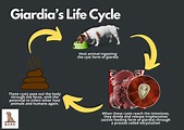 Giardia In Dogs: What It Is And How Is It Treated | Bark For More