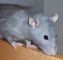 Fancy Rat Varieties: Fur Color, Eye Color, Coat Type, and Markings ...