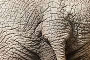 Detalhe De Pele Do Elefante Imagem de Stock - Imagem de largest ...
