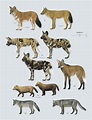 Family Canidae (Dogs) | Lynx Edicions | Animals wild, Wild dogs, Mammals