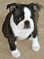Boston Terrier Puppies Pictures | Puppies Dog Breed Information Image ...