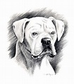 WHITE BOXER Pencil Drawing Art Print Signed by Artist DJ