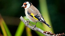 Jilguero, un pequeño pájaro cantor - Hogarmania
