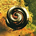 Closer To God - Single by Nine Inch Nails | Spotify