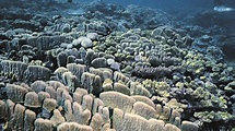 Australia, è morto un terzo della Grande barriera corallina | LifeGate