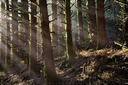 Deep Forest Stock Image - Sean Bagshaw Outdoor Exposure Photography