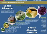 Cadeia Alimentar Terrestre Exemplos | Mundo Ecologia