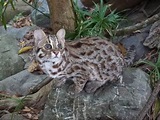 【石虎報報】守護石虎 苗7月設自然生態保育科 - 石虎抱抱 Hug Taiwan Leopard Cat