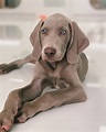 Cute Weimaraner Puppy | Weimaraner puppies, Dog breeds, Puppies