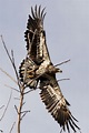 Superb Nature | Immature bald eagle, Bald eagle, Raptors bird