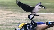 Goose attack in Adrian becomes internet sensation - YouTube