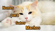 Nomes Para Gatos machos/15 nomes. - YouTube