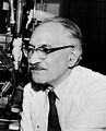 1952- Selman Abraham Waksman- United States- for his discovery of ...
