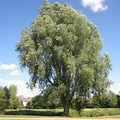 Willows - Tree Guide UK - Willow trees identification