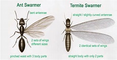 Flying Ants vs Termites: What's the Difference? - Bug & Weed Mart