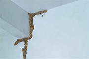 How to Get Rid of Subterranean Termites - Pests In The Home