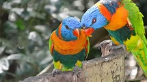 Die faszinierende Tier- und Pflanzenwelt Australien - australien-guide.com