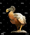 Dodo - Modern reconstruction of a dodo at the National Museum of ...