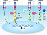 Schematic representation of HER2 signaling pathway. Activation of this ...