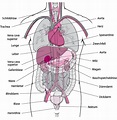 Gewebe und Organe - Grundlagen - MSD Manual Ausgabe für Patienten ...