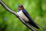 +49 Curiosidades de las Golondrinas: Aves muy curiosas