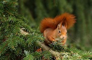 rotes Eichhörnchen Foto & Bild | eichhörnchen, auge, natur Bilder auf ...