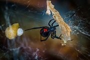 Spiders in Florida Series – Red Widow - Drive-Bye Pest Exterminators