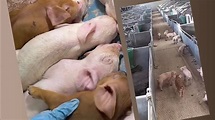 Such cute piglets on the farm, how they are raised - YouTube