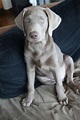 My baby | Weimaraner puppies, Cute dogs and puppies, Dog friends
