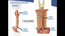 Nervio vago (parte 2) - Dr. Carlos Gonzales - YouTube