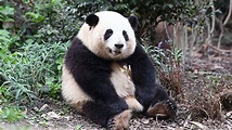 中國五一連假「牠」最夯！26.4萬人搶見大貓熊「和花」 | 兩岸(大陸) | 三立新聞網 SETN.COM