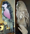 People Can’t Get Over This Photo Of A ’Naked’ Owl Which Shows How They ...