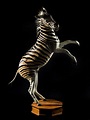 Zebra - Full Mount - Splitting Image Taxidermy