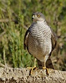 Pasión por las aves: Gavilán común.(Accipiter nisus)