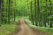 Dirt Road with Ramsons (Allium ursinum) in European Beech Forest in ...