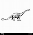 Dinosaurio diplodocus Imágenes de stock en blanco y negro - Alamy